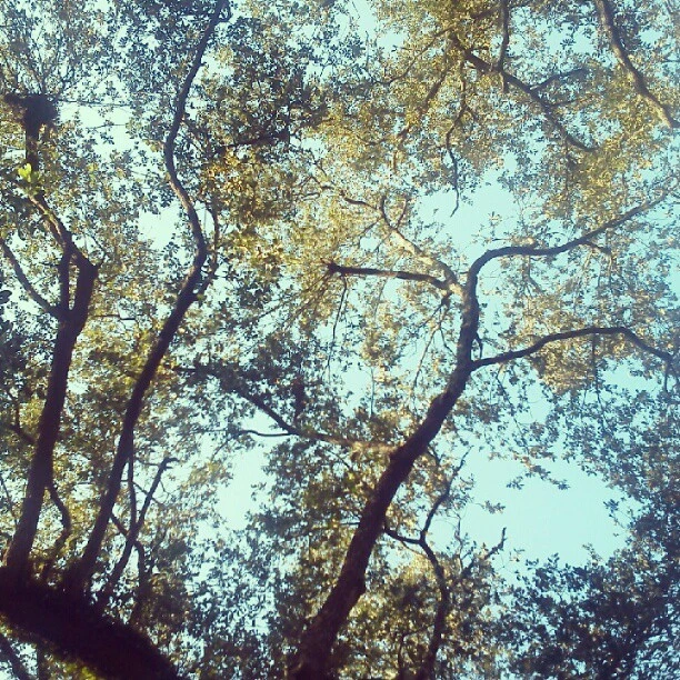 One leaf at a time