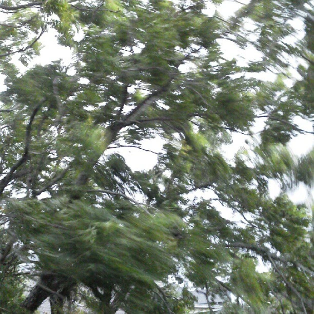 Dancing branches