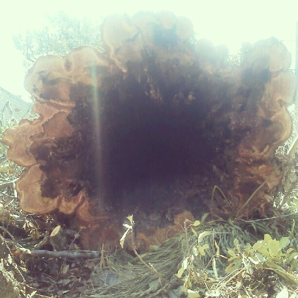 Inside a huge tree