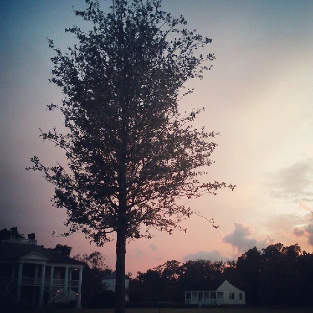 Riva memorial tree