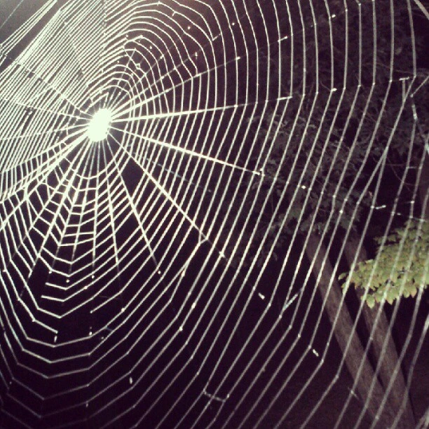 Big web #caneylake
