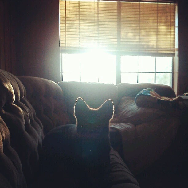 Tim's halo