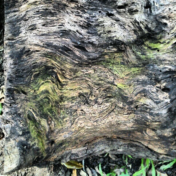 Fallen tree