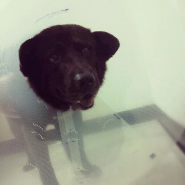Conehead goofball Timbers at the Vet