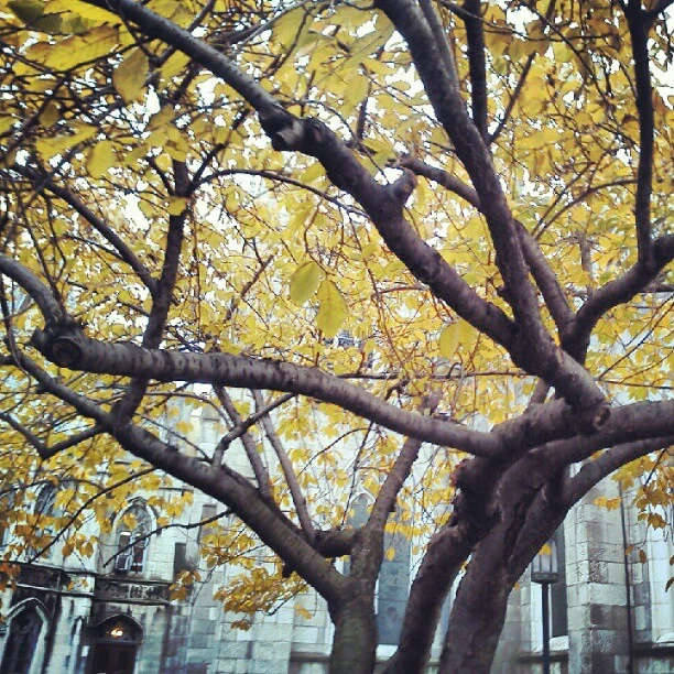 Real Fall