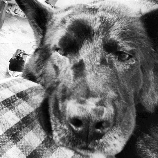 Dog