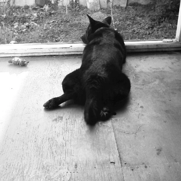 After it found the cat