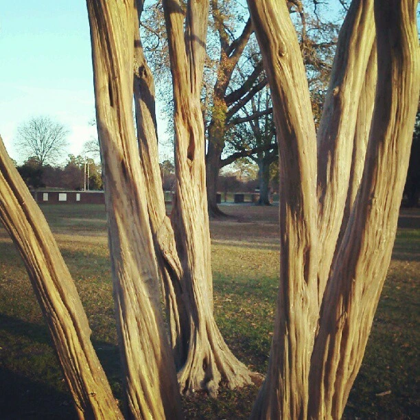 Bone trees