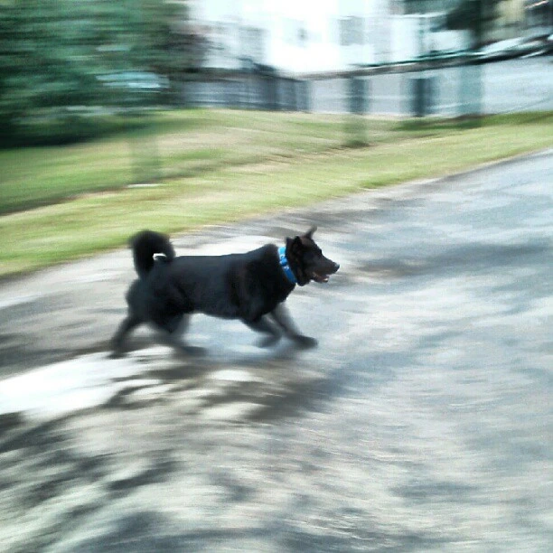 #action timbers! #chow