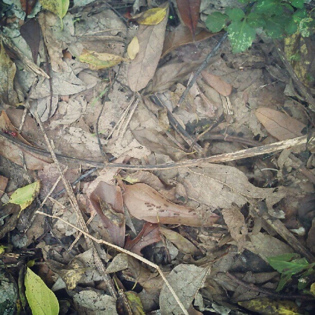 #ants