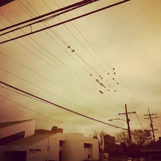 Birds perched above #treme