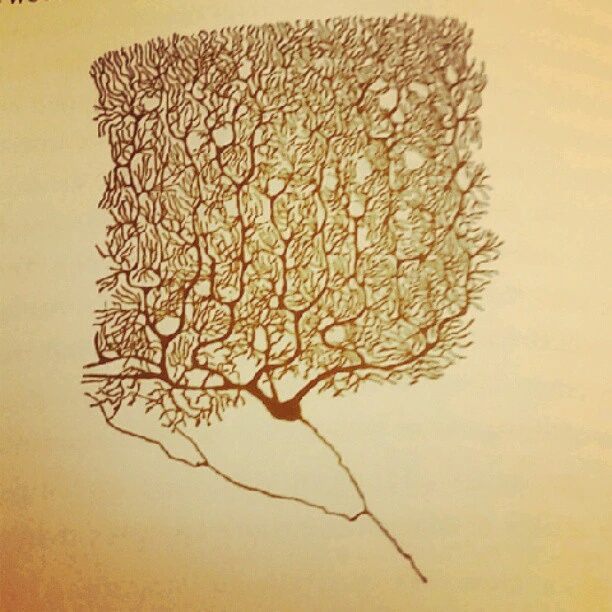 #purkinje neuron