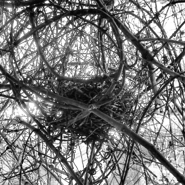 A #birdsnest in the #grapevine