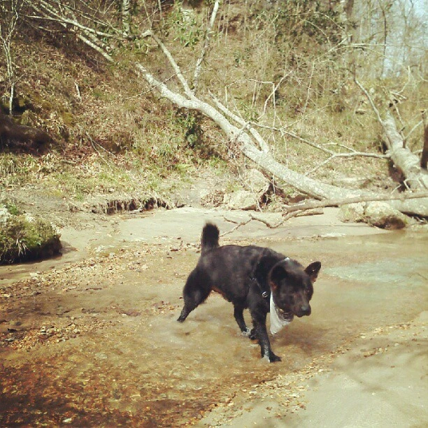 Crossin the creek at #tunica