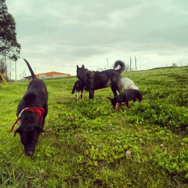 the Dogs takeover