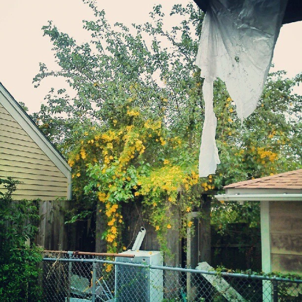 Neighbors backyard today