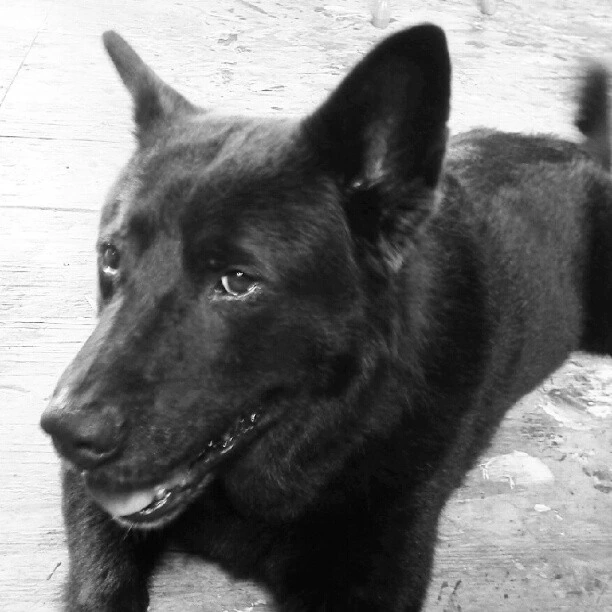 Happydog