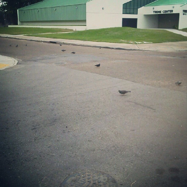 Early birds
