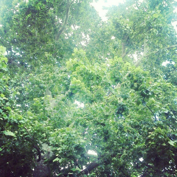 A camera can't really show the power of this tree, wow
