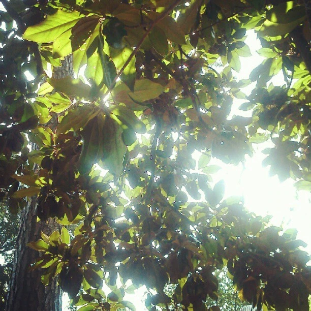 Metairie Magnolia leaves, morning light
