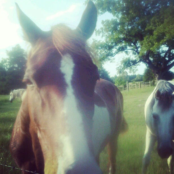 The curious ones