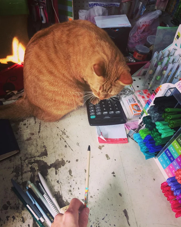 Catculating
