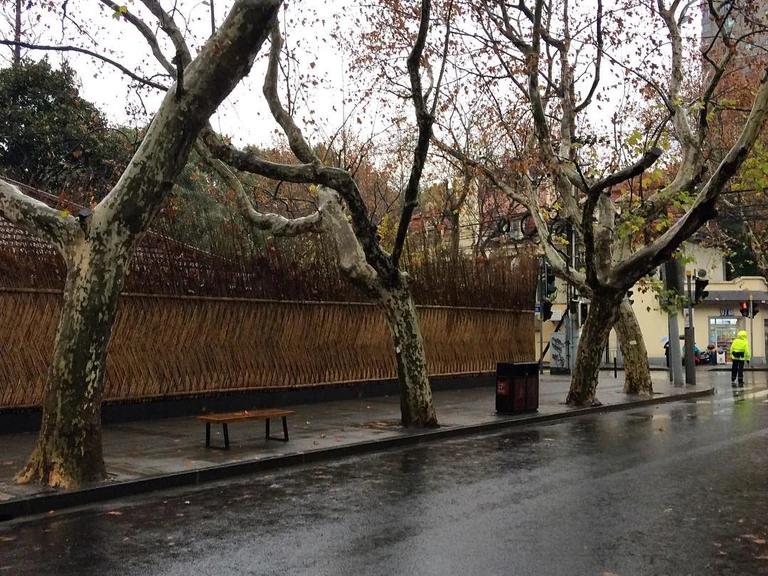 #shanghaitrees