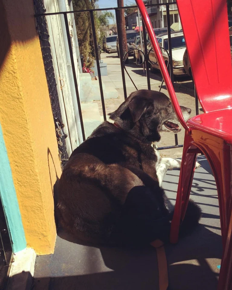 Russell, zen dog at middle age, empty yet inexhaustible.
.
.
.
.
.
.
.
and
a poem from yesterday
when my sinuses cleared
by Tomas #TranstrÃ¶mer
found through  ð

Guard Duty

Iâm ordered out to a big hump of stones
as if I were an aristocratic corpse from the Iron Age.
The rest are still back in the tent sleeping,
stretched out like spokes in a wheel.

In the tent the stove is boss: it is a big snake
that swallows a ball of fire and hisses.
But it is silent out here in the spring night
among chill stones waiting for dawn.

Out here in the cold I start to fly
like a shaman, straight to her bodyâ
some places pale from her swimming suit.
The sun shone right on us. The moss was hot.

I brush along the side of warm moments,
but I canât stay there long.
Iâm whistled back through spaceâ
I crawl among the stones. Back to here and now.

Task: to be where I am.
Even when Iâm in this solemn and absurd
role: I am still the place
where creation works on itself.

Dawn comes, the sparse tree trunks
rake on color now, the frostbitten
forest flowers form a silent search party
after something that has disappeared in the dark.

But to be where I amâ¦and to wait.
I am full of anxiety, obstinate, confused.
Things not yet happened are already here!
I feel that. Theyâre just out there:

a murmuring mass outside the barrier.
They can only slip in one by one.
They want to slip in. Why? They do
one by one. I am the turnstile.