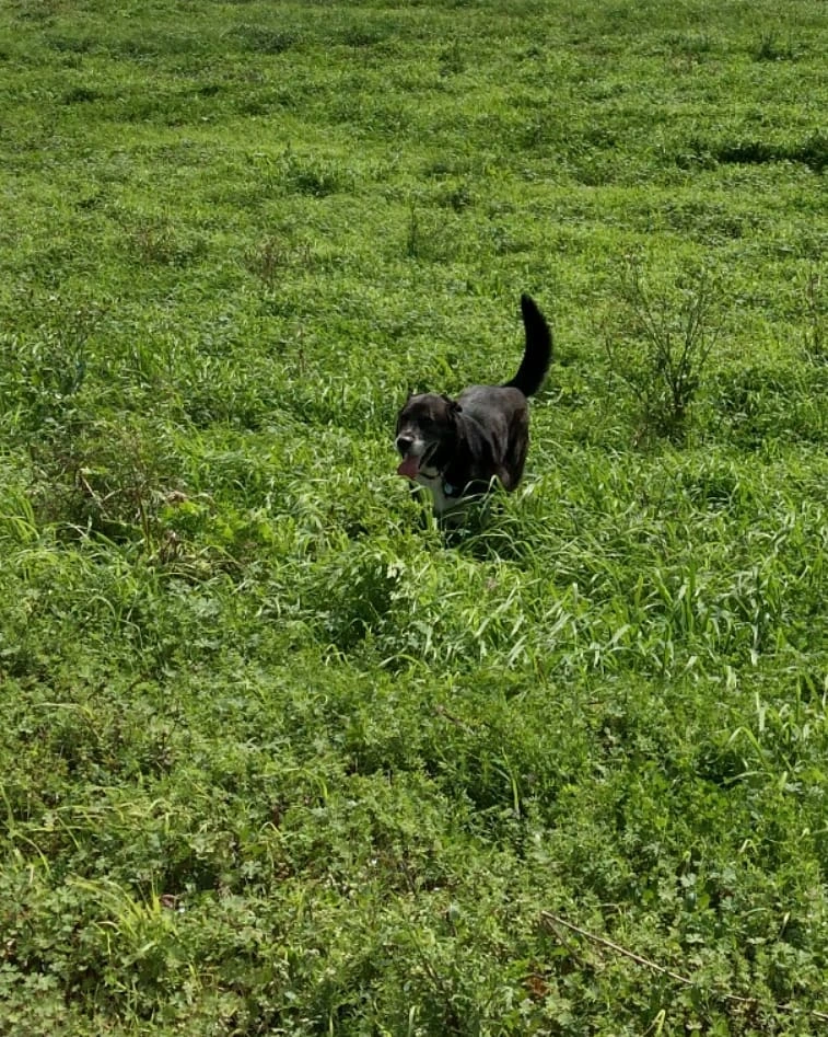 Russell, zen dog at middle age, empty yet inexhaustible.
.
.
.
.
.
.
.
and
a poem from yesterday
when my sinuses cleared
by Tomas #TranstrÃ¶mer
found through  ð

Guard Duty

Iâm ordered out to a big hump of stones
as if I were an aristocratic corpse from the Iron Age.
The rest are still back in the tent sleeping,
stretched out like spokes in a wheel.

In the tent the stove is boss: it is a big snake
that swallows a ball of fire and hisses.
But it is silent out here in the spring night
among chill stones waiting for dawn.

Out here in the cold I start to fly
like a shaman, straight to her bodyâ
some places pale from her swimming suit.
The sun shone right on us. The moss was hot.

I brush along the side of warm moments,
but I canât stay there long.
Iâm whistled back through spaceâ
I crawl among the stones. Back to here and now.

Task: to be where I am.
Even when Iâm in this solemn and absurd
role: I am still the place
where creation works on itself.

Dawn comes, the sparse tree trunks
rake on color now, the frostbitten
forest flowers form a silent search party
after something that has disappeared in the dark.

But to be where I amâ¦and to wait.
I am full of anxiety, obstinate, confused.
Things not yet happened are already here!
I feel that. Theyâre just out there:

a murmuring mass outside the barrier.
They can only slip in one by one.
They want to slip in. Why? They do
one by one. I am the turnstile.