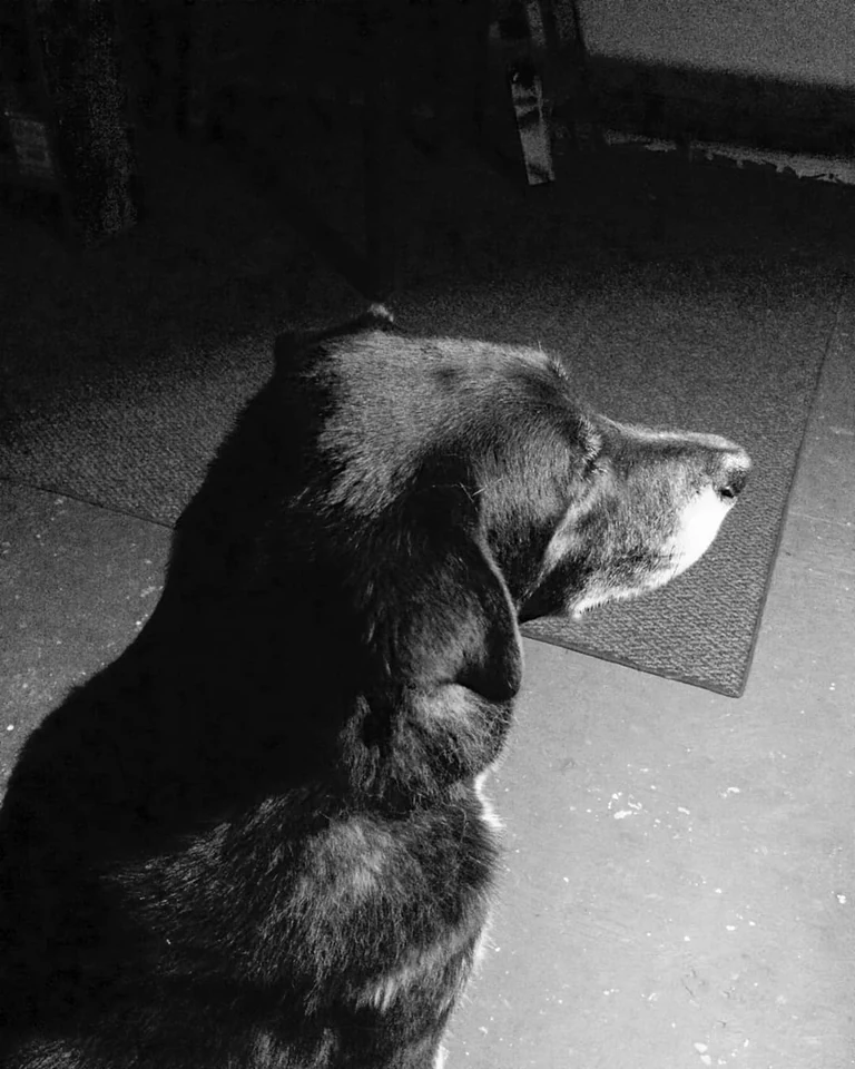 Russell, zen dog at middle age, empty yet inexhaustible.
.
.
.
.
.
.
.
and
a poem from yesterday
when my sinuses cleared
by Tomas #TranstrÃ¶mer
found through  ð

Guard Duty

Iâm ordered out to a big hump of stones
as if I were an aristocratic corpse from the Iron Age.
The rest are still back in the tent sleeping,
stretched out like spokes in a wheel.

In the tent the stove is boss: it is a big snake
that swallows a ball of fire and hisses.
But it is silent out here in the spring night
among chill stones waiting for dawn.

Out here in the cold I start to fly
like a shaman, straight to her bodyâ
some places pale from her swimming suit.
The sun shone right on us. The moss was hot.

I brush along the side of warm moments,
but I canât stay there long.
Iâm whistled back through spaceâ
I crawl among the stones. Back to here and now.

Task: to be where I am.
Even when Iâm in this solemn and absurd
role: I am still the place
where creation works on itself.

Dawn comes, the sparse tree trunks
rake on color now, the frostbitten
forest flowers form a silent search party
after something that has disappeared in the dark.

But to be where I amâ¦and to wait.
I am full of anxiety, obstinate, confused.
Things not yet happened are already here!
I feel that. Theyâre just out there:

a murmuring mass outside the barrier.
They can only slip in one by one.
They want to slip in. Why? They do
one by one. I am the turnstile.