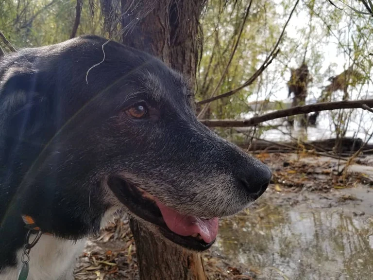 We said goodbye to Russell Sugerman Sheldon Givens today at 8 years old. His health rapidly deteriorated over the past 2 days to the point where he couldn't bring himself to walk. Seemingly in good health and high spirits only a week ago, a cancer had been spreading in his body and quickly debilitated him. We were able to be with him as he peacefully passed into another realm. Words can't say what. Feeling much love reverberate. We'll forever be dancing with him in that spirit place and keeping him close to our hearts like so many of you will. So thankful to have shared a brief adventurous life with him that we'll never forget.  You're here, you're fleeting, and then you're gone. Be kind, be love, cherish the beauty you see. Love is everywhere. Here's to Russell forever. -chris & sadie