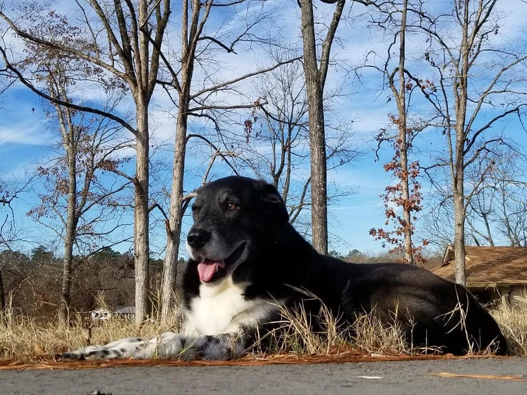 We said goodbye to Russell Sugerman Sheldon Givens today at 8 years old. His health rapidly deteriorated over the past 2 days to the point where he couldn't bring himself to walk. Seemingly in good health and high spirits only a week ago, a cancer had been spreading in his body and quickly debilitated him. We were able to be with him as he peacefully passed into another realm. Words can't say what. Feeling much love reverberate. We'll forever be dancing with him in that spirit place and keeping him close to our hearts like so many of you will. So thankful to have shared a brief adventurous life with him that we'll never forget.  You're here, you're fleeting, and then you're gone. Be kind, be love, cherish the beauty you see. Love is everywhere. Here's to Russell forever. -chris & sadie