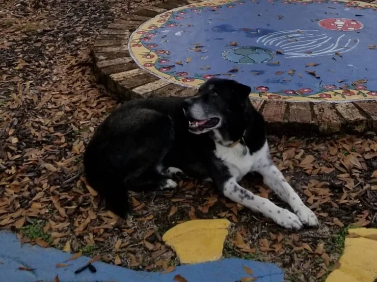 We said goodbye to Russell Sugerman Sheldon Givens today at 8 years old. His health rapidly deteriorated over the past 2 days to the point where he couldn't bring himself to walk. Seemingly in good health and high spirits only a week ago, a cancer had been spreading in his body and quickly debilitated him. We were able to be with him as he peacefully passed into another realm. Words can't say what. Feeling much love reverberate. We'll forever be dancing with him in that spirit place and keeping him close to our hearts like so many of you will. So thankful to have shared a brief adventurous life with him that we'll never forget.  You're here, you're fleeting, and then you're gone. Be kind, be love, cherish the beauty you see. Love is everywhere. Here's to Russell forever. -chris & sadie