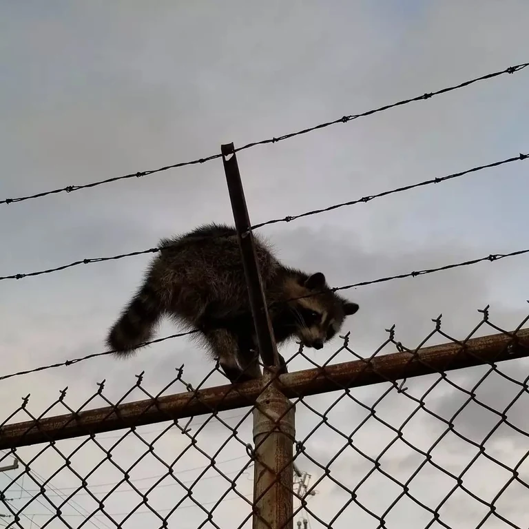 ð¦