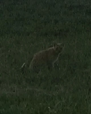 Wildcat