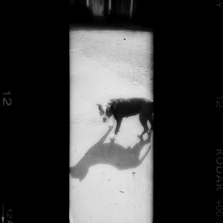 Tarleton Blackwell's row of live oak trees which he planted along his driveway 20 years ago. Somewhere outside Manning, South Carolina with his dog, General. Photo 1 & 3 shot on polaroid film that went through an X-ray machine. #tarletonblackwell